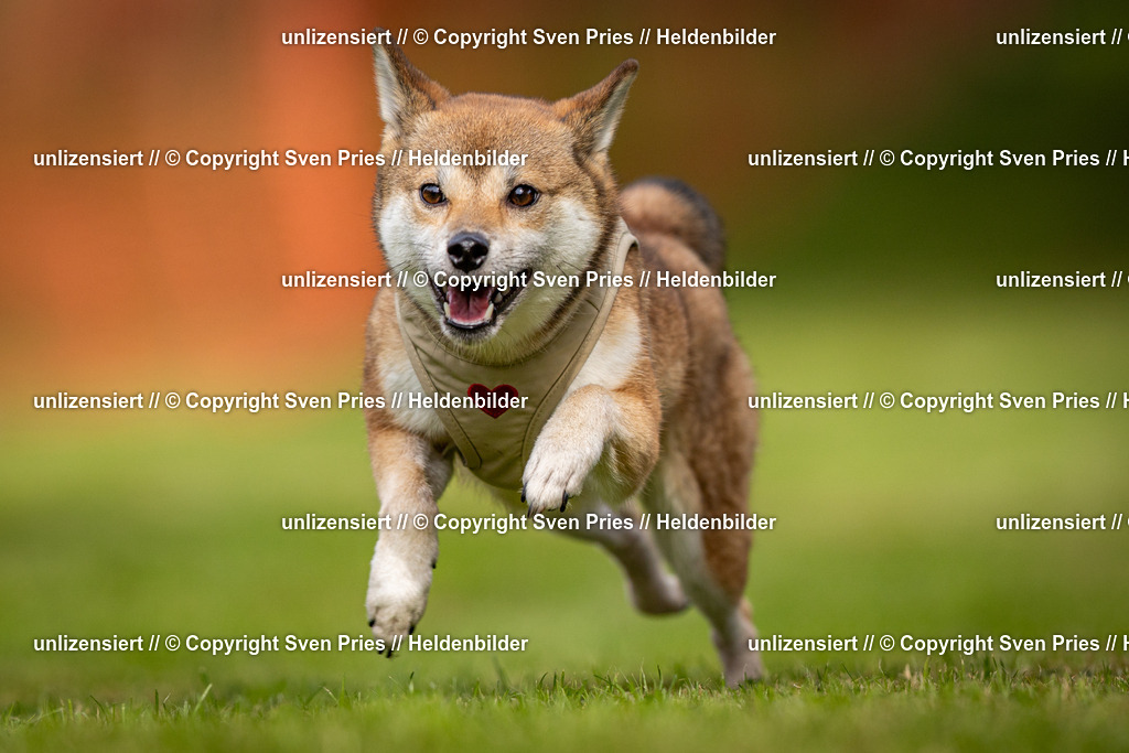 Sven Pries | 2024-09-22 - Hunderennen Baden-BadenPudelverein - Realisiert mit Pictrs.com