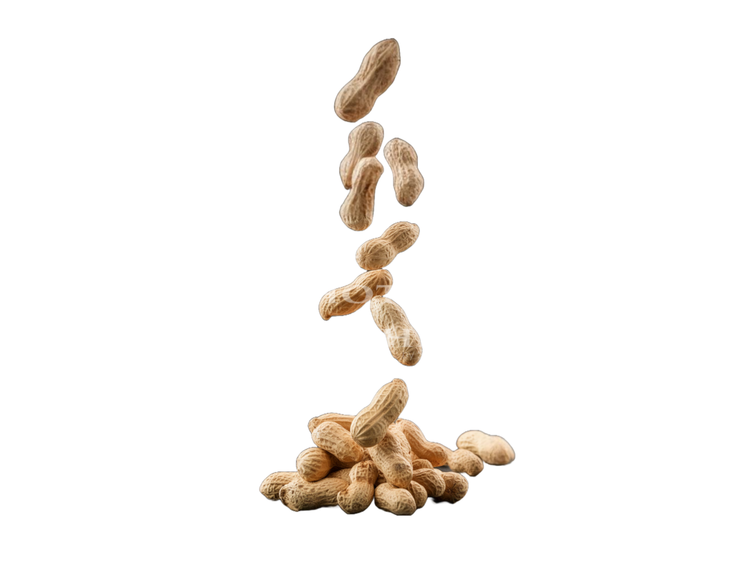 Erdnüsse Peanuts falling down | Erleben Sie den Zauber des Mittelrheins und entdecken Sie die atemberaubende Auswahl an Fotos und Bildern bei Rheinfotos. Wir bieten eine vielfältige Auswahl an Produkten wie Poster, Karten, Sticker, Textilien und Geschenkartikeln und Fototouren. - Realisiert mit Pictrs.com