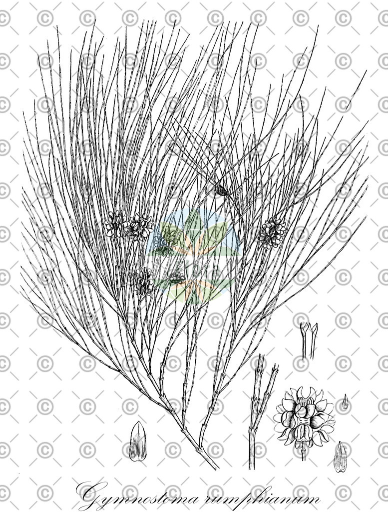 HistAbb_wfo-0000713198_1_ENZY_Simple | Historische Abbildung von Gymnostoma rumphianum - Casuarinaceae | Historical Illustration of Gymnostoma rumphianum - Casuarinaceae