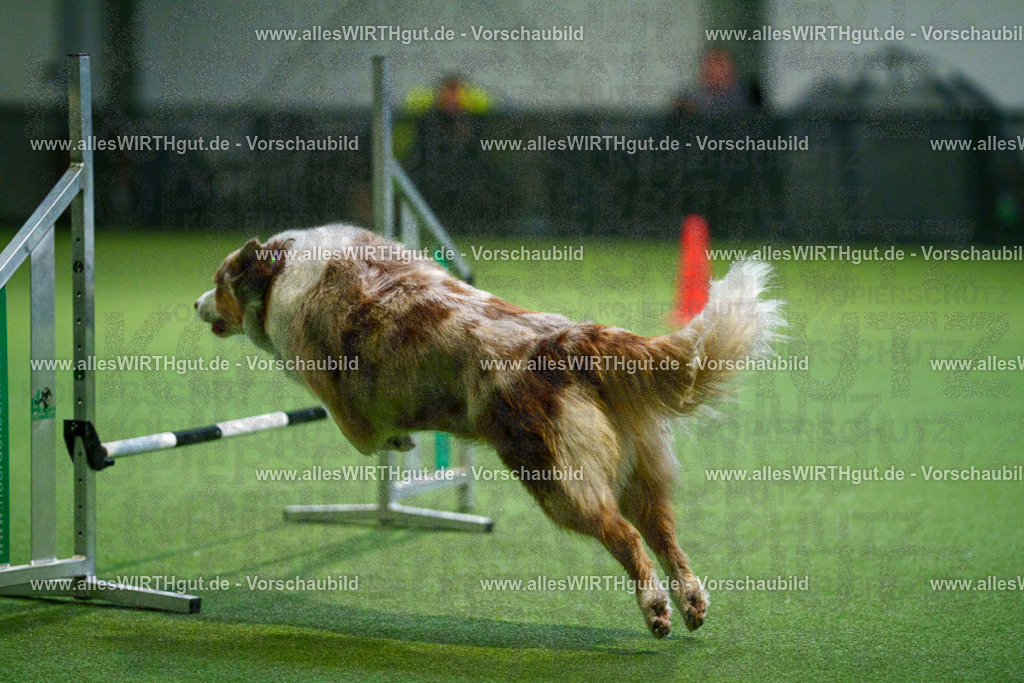 7R503930 | Professionelle Tierfotografie in Mönchengladbach von Daniel Wirth (allesWIRTHgut). Liebevolle & natürliche Bilder von Hunden & Katzen für unvergessliche Erinnerungen.