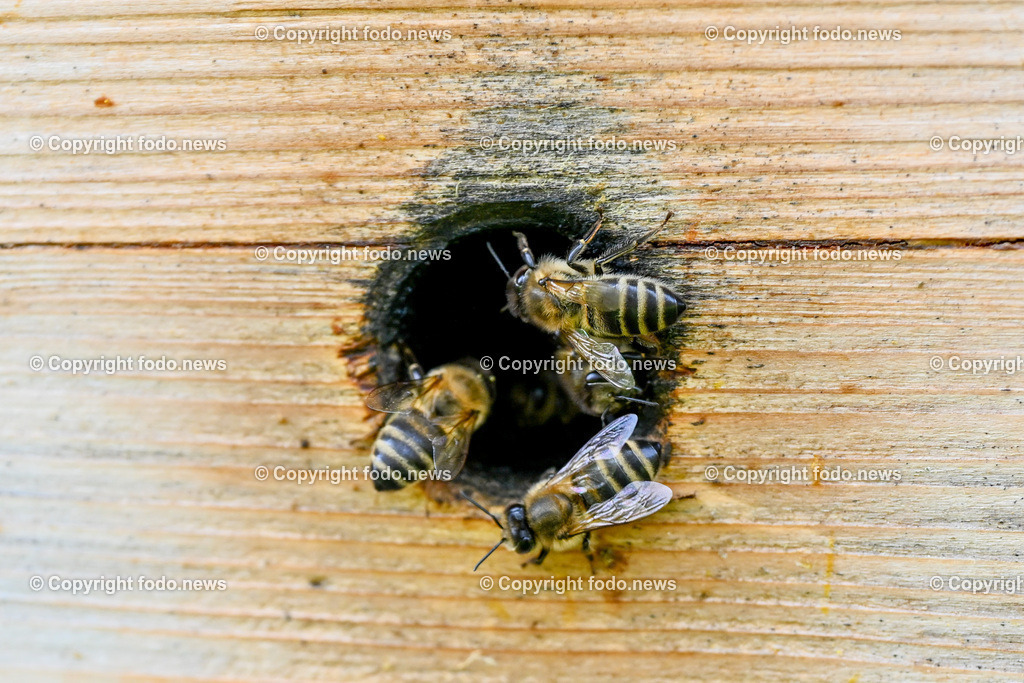 Heinz Wahlmüller (Imker)_ 07.04.2023-15 | 07.04.2023, Linz, AUT, Imker, Bienen, Bienenstock, Honig, im Bild Bienen, Bienenstock, Honig