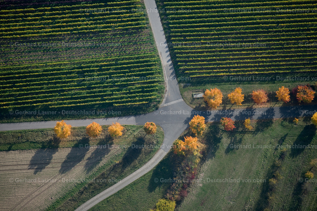 3294543 | Herbstbäume bei Michelau