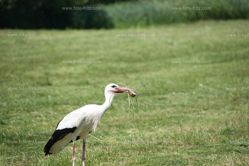 JUN_5377 | www.foto-fritz.com - Realisiert mit Pictrs.com