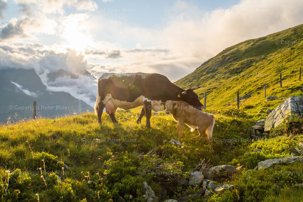 Strasskopf_23-70 | piet_flosse