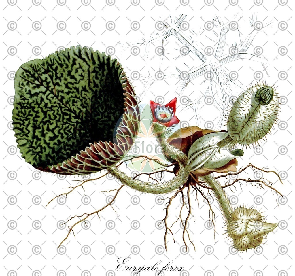 HistAbb_wfo-0000683330_3_ENZY_Simple | Historische Abbildung von Euryale ferox - Nymphaeaceae | Historical Illustration of Euryale ferox - Nymphaeaceae