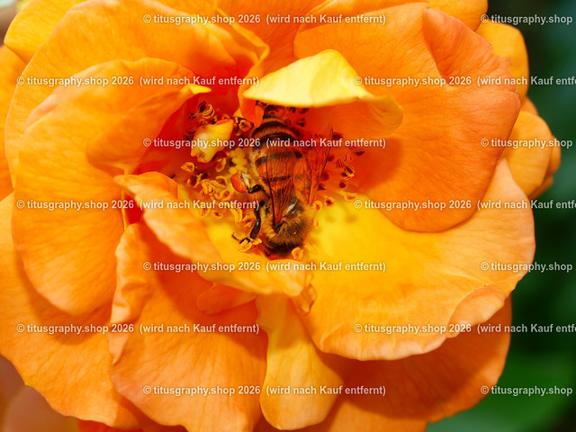 titusgraphy_P7193563-vz-ln | titusgraphy-shop: Geschenkideen mit Qualitätsfotos. titusgraphy-shop: gift ideas with quality photos. titusgraphy-shop: idées cadeaux avec photos de qualité.  - Realisiert mit Pictrs.com