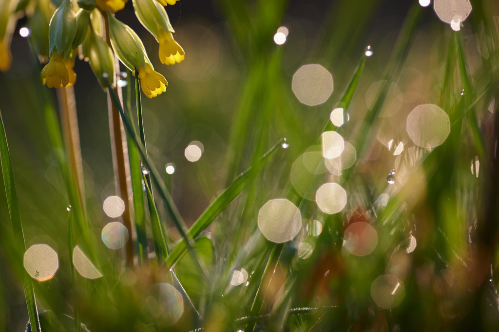 Himmelschluessel | Enzersfeld, Austria - March 29, 2014: Himmelschluessel. - Realisiert mit Pictrs.com