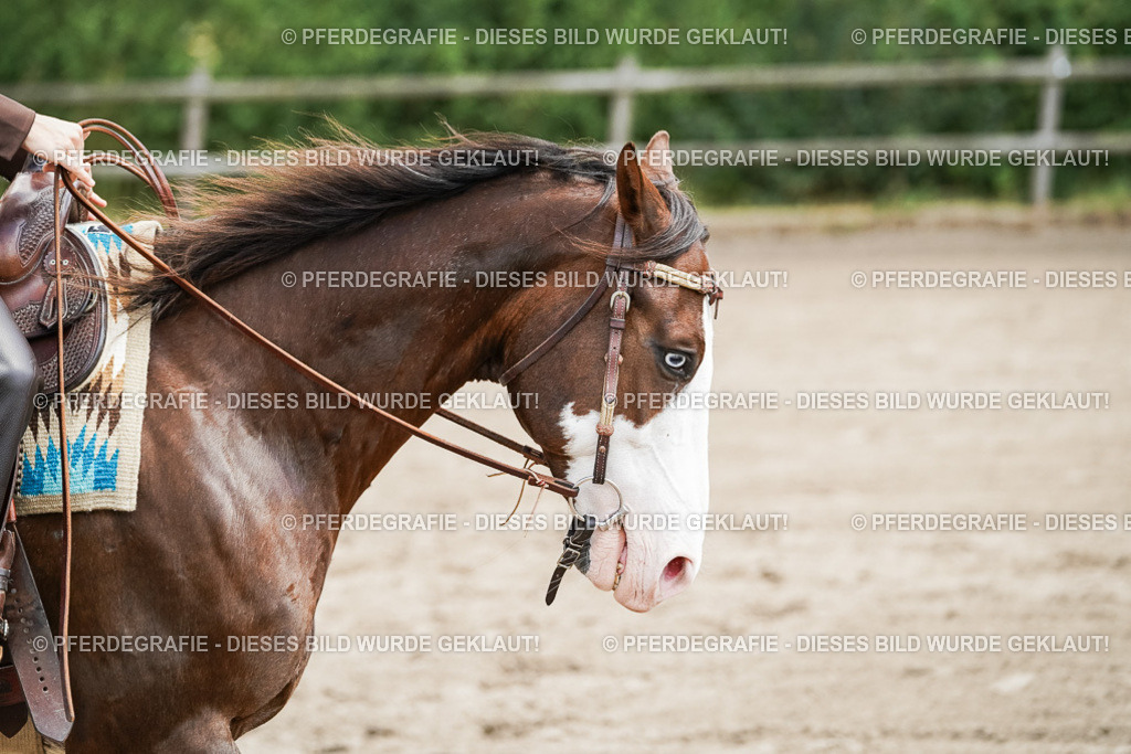 DSC07978 | Pferdegrafie