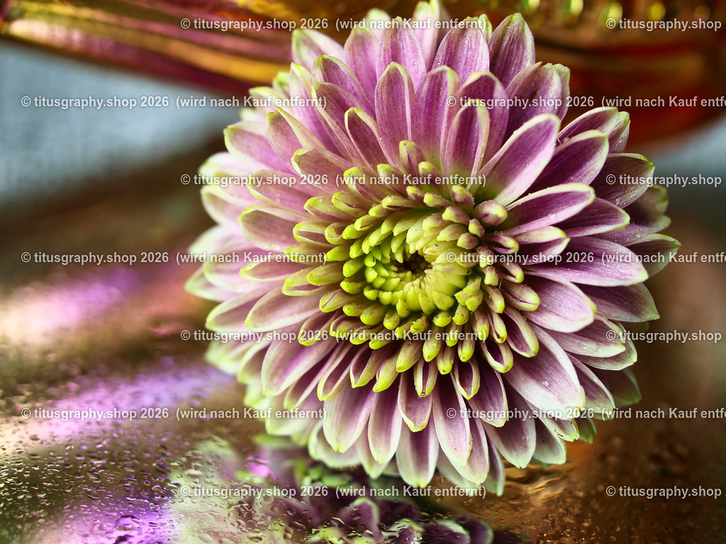 titusgraphy_P7159405-vz-ln | titusgraphy-shop: Geschenkideen mit Qualitätsfotos. titusgraphy-shop: gift ideas with quality photos. titusgraphy-shop: idées cadeaux avec photos de qualité.  - Realisiert mit Pictrs.com