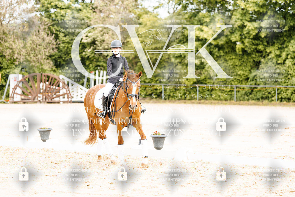 CK904273 | Turnierfotografie Pferdefotografie Trier Rheinland-Pfalz Pferdesport Reitsport Tierfotografie Sportfotografie Pferdevideo Pferdevideografie Equestrianvideography equestrianphotography  - Realisiert mit Pictrs.com