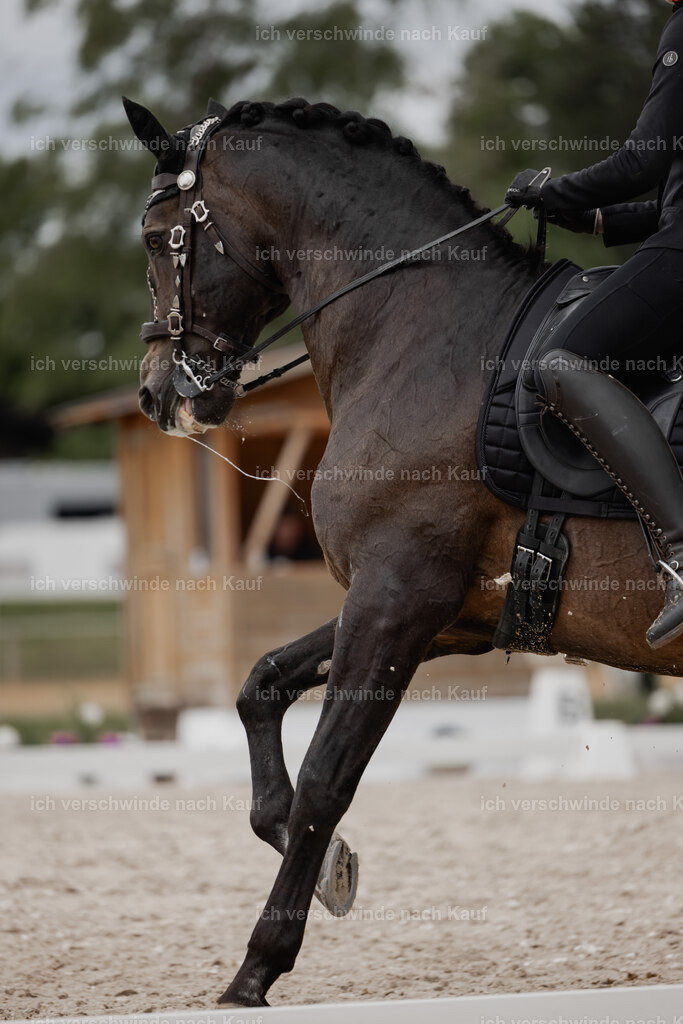 WE_DR_Stoib_309_PI2025_804 | Pferd International München 2025