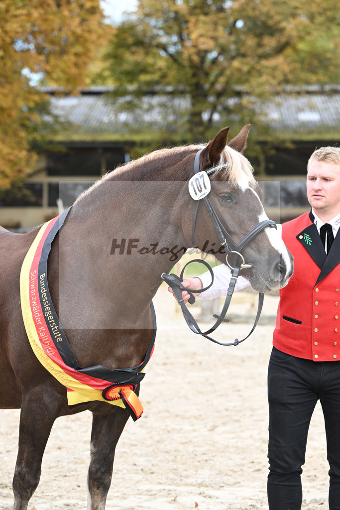 Kat-Nr. 107 Fiona vom Schmalzenhof_Neumaier_53223507 | hf-fotografie - Realizzato con Pictrs.com