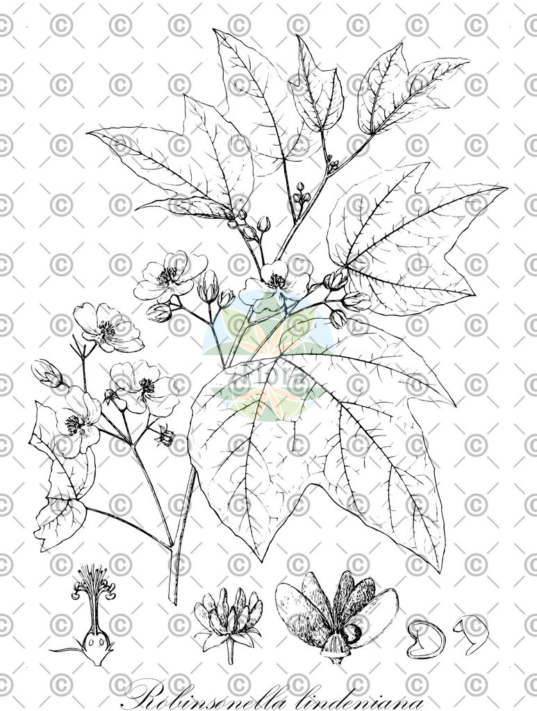 HistAbb_wfo-0000297329_1_ENZY_Simple | Historische Abbildung von Robinsonella lindeniana - Malvaceae | Historical Illustration of Robinsonella lindeniana - Malvaceae