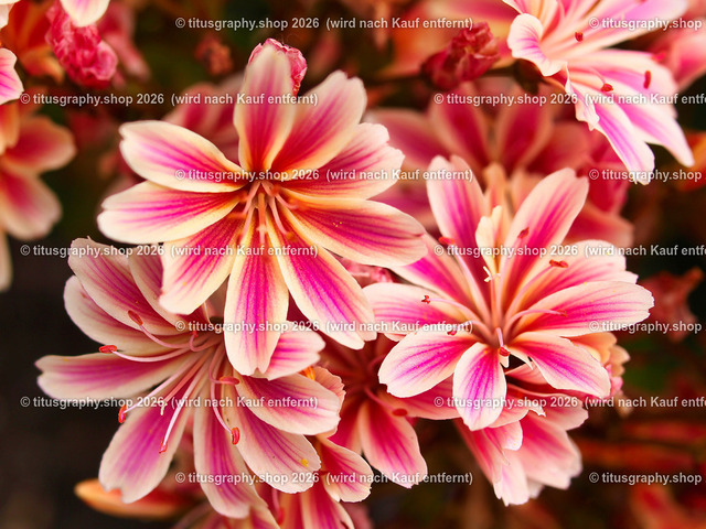 titusgraphy_P6221508-vz-ln | titusgraphy-shop: Geschenkideen mit Qualitätsfotos. titusgraphy-shop: gift ideas with quality photos. titusgraphy-shop: idées cadeaux avec photos de qualité.  - Realisiert mit Pictrs.com