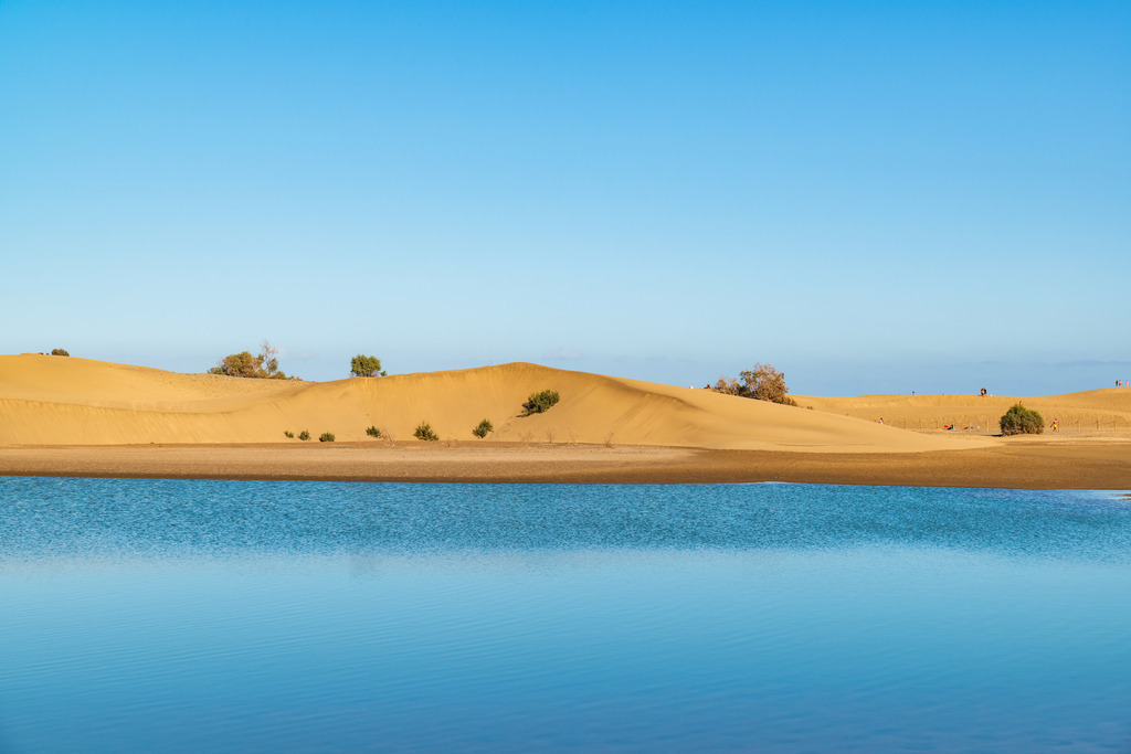 10240416 - La Charca de Maspalomas | La Charca de Maspalomas ist ein direkt an die Dünen von Maspalomas grenzendes Landschaftsschutzgebiet.
