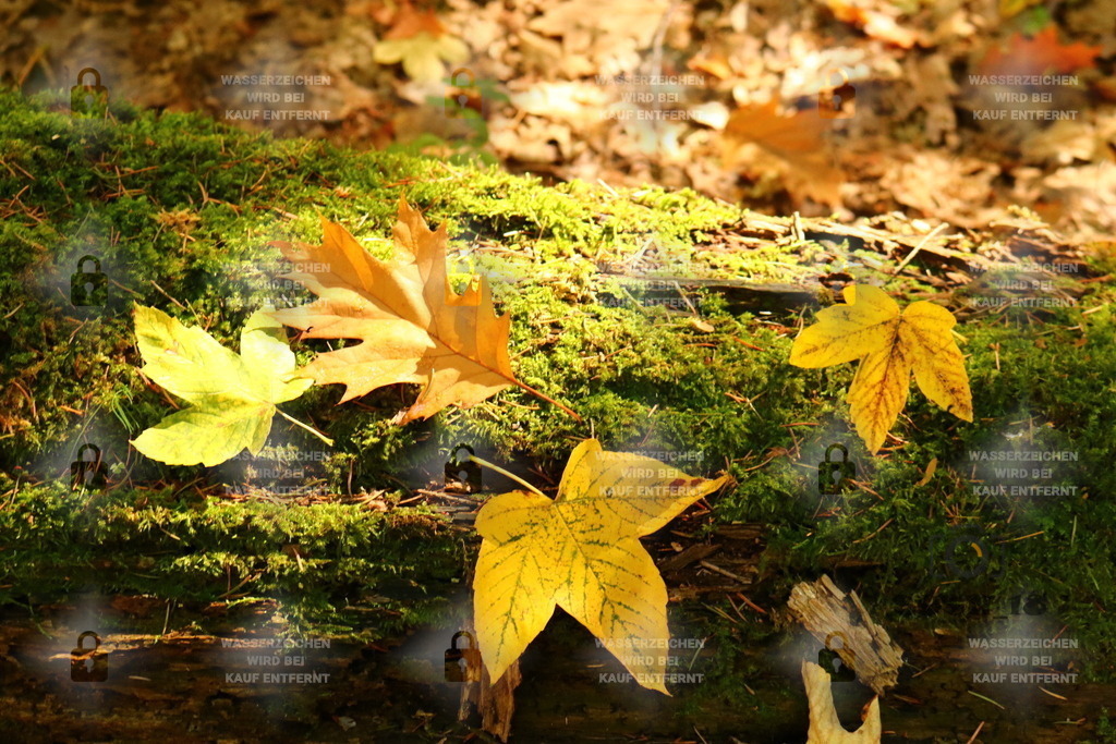 20180930133048_IMG_2448 | susn_18 - Realisiert mit Pictrs.com