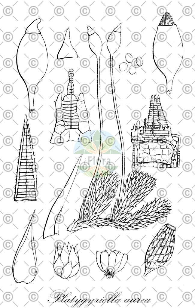 HistAbb_wfo-0001162982_1_ENZY_Simple | Historische Abbildung von Platygyriella aurea - Hypnaceae | Historical Illustration of Platygyriella aurea - Hypnaceae