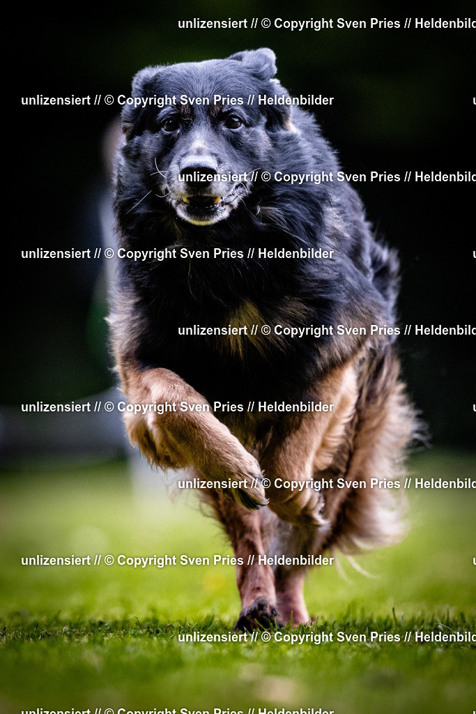 Sven Pries | 2025-10-03 - Hunderennen Obergrombach - Realisiert mit Pictrs.com