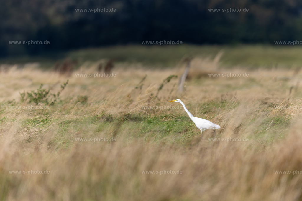 Silberreiher | ein Silberreiher auf der Wiese unterwegs nach Fröschen oder anderem leckeren Getier - Realisiert mit Pictrs.com