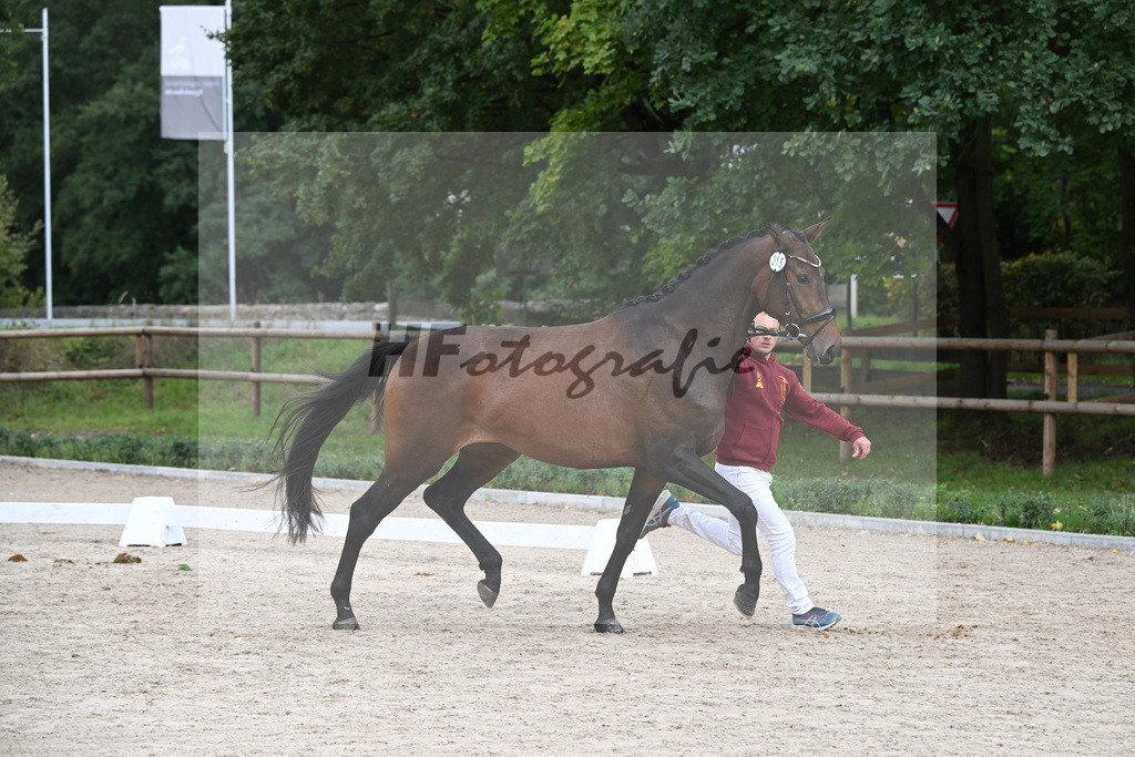 Kat-Nr. 15 Blossom S_ZG Sautter_49221197 | hf-fotografie - Realizzato con Pictrs.com