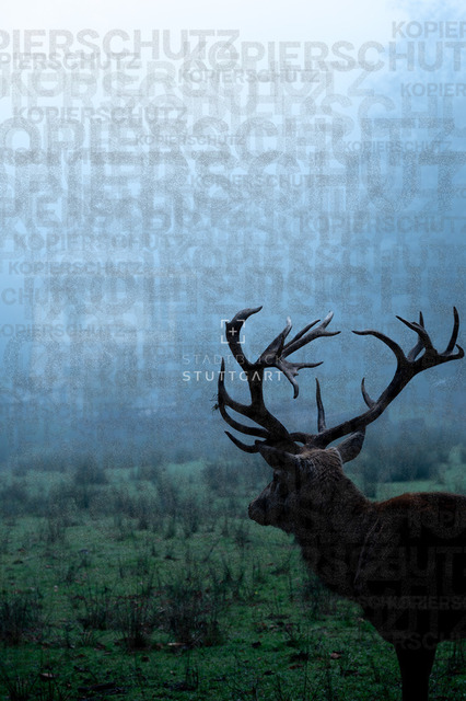 _DSC9883 | "Entdecken Sie atemberaubende Bilder von Stuttgart im Fotowerk Stuttgart! Kaufen Sie hochwertige Fotos auf Leinwand oder laden Sie digitale Downloads für Ihre Wohnung oder Büros herunter.  - Realisiert mit Pictrs.com