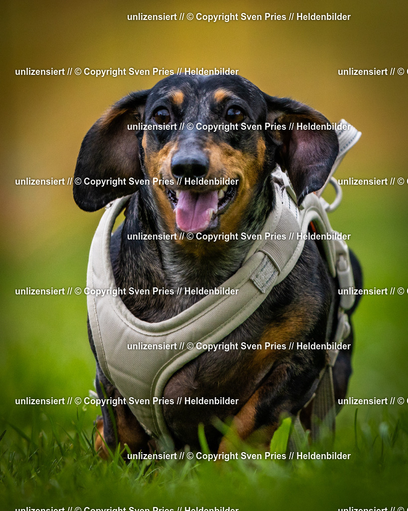 Sven Pries | 2025-04-13 - Hunderennen Baden-Baden - Realisiert mit Pictrs.com