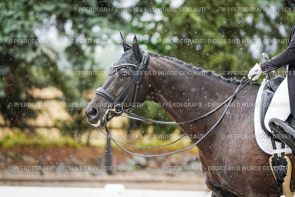 DSC08947 | Pferdegrafie