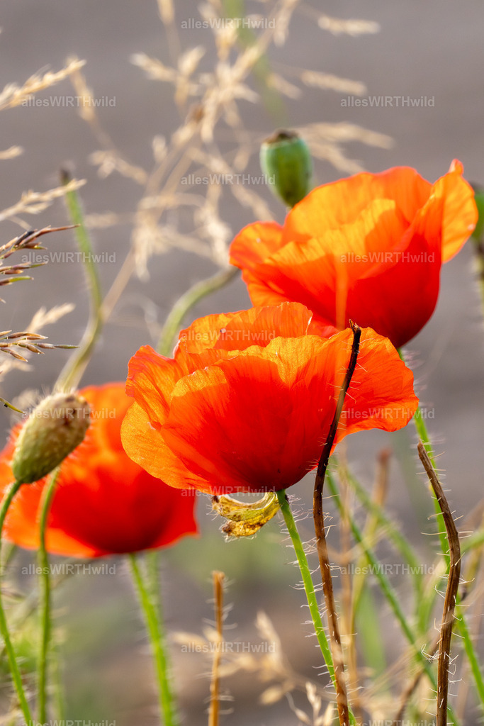 FAY00238 | Entdecke die faszinierende Welt der Natur- und Wildlife-Fotografie von Daniel und Bärbel. Inspirierende Bilder von wilden Tieren und kleinen Naturwundern.