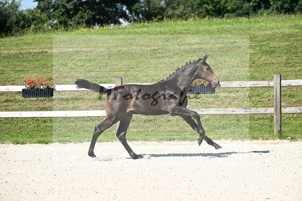 Kat-Nr. 1 Feliciano x Contender_SF_Berger_24250026 | hf-fotografie - Realizzato con Pictrs.com