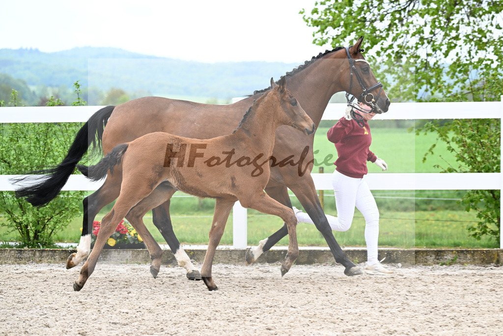Kat-Nr. 46 HF Red Viper x Eye Catcher_Wanner_23261609 | hf-fotografie - Realizzato con Pictrs.com