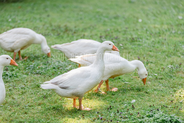 gaense 6000x4000 Kopie | andreasojkafotografie - Realisiert mit Pictrs.com