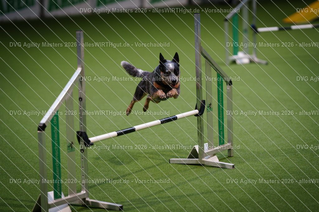 allesWIRTHgut_Tierfotografie-DVG_Agility_Masters_2026-16_43-7R504161 | Professionelle Tierfotografie in Mönchengladbach von Daniel Wirth (allesWIRTHgut). Liebevolle & natürliche Bilder von Hunden & Katzen für unvergessliche Erinnerungen.