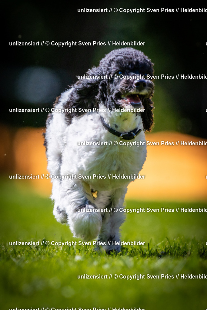 Sven Pries | 2025-08-10 - Hunderennen Durlach - Realisiert mit Pictrs.com