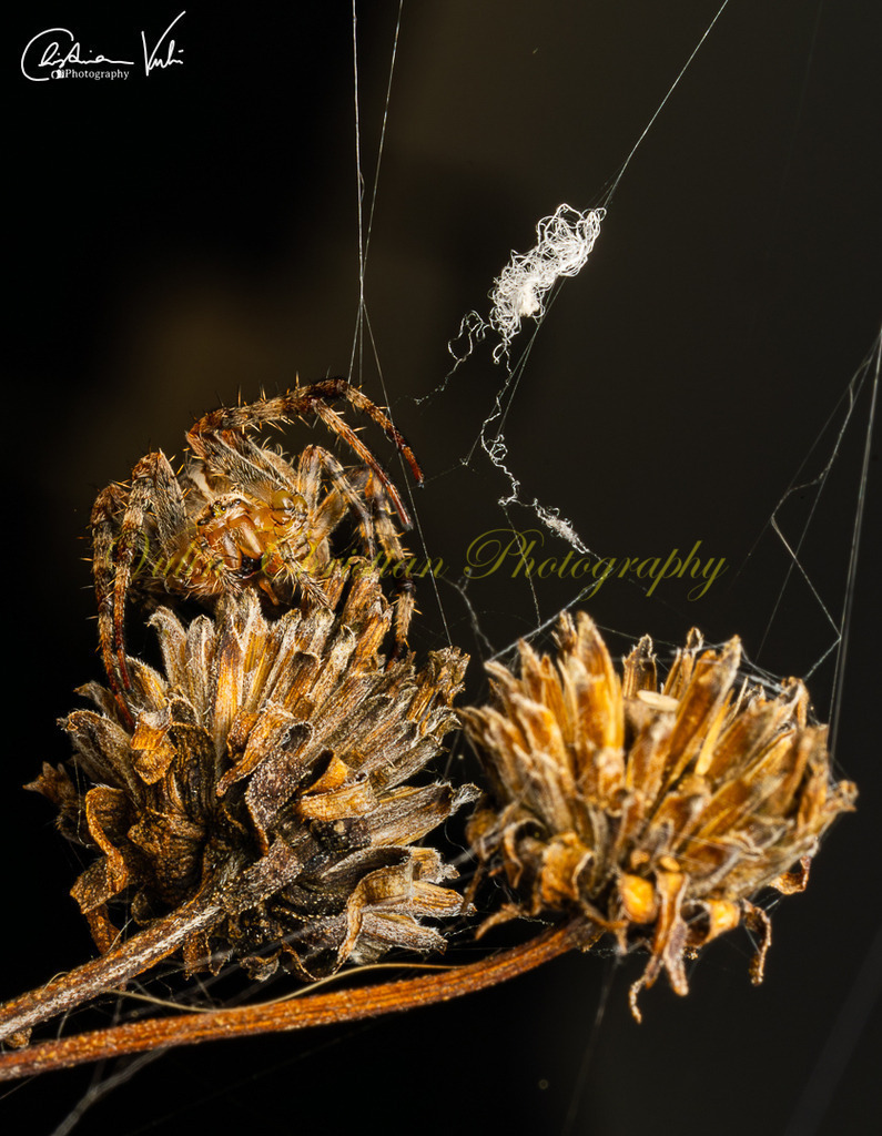 MN 6 | Christian Vulin  - Realisiert mit Pictrs.com