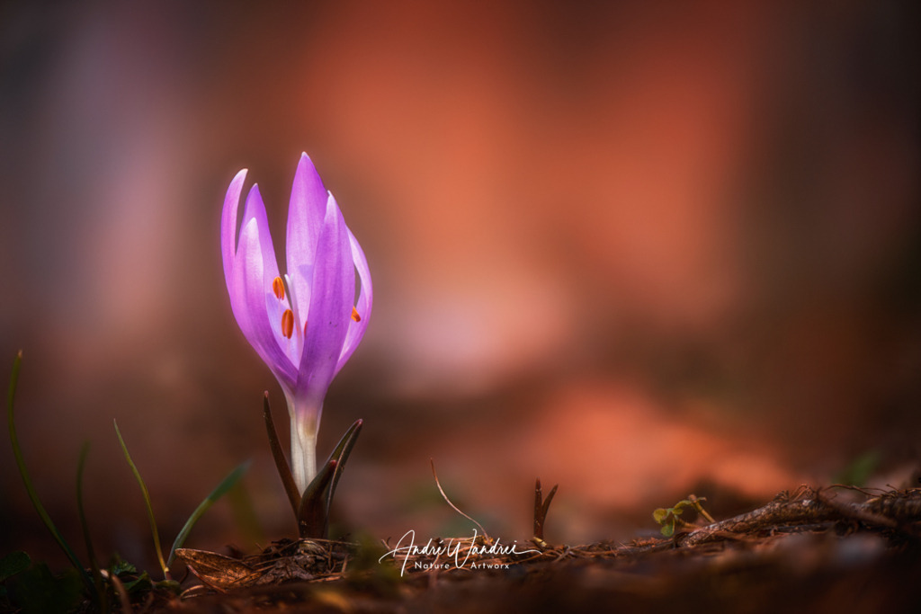 Lichtblume (4) | Andre Wandrei - Nature Artworx - Realisiert mit Pictrs.com