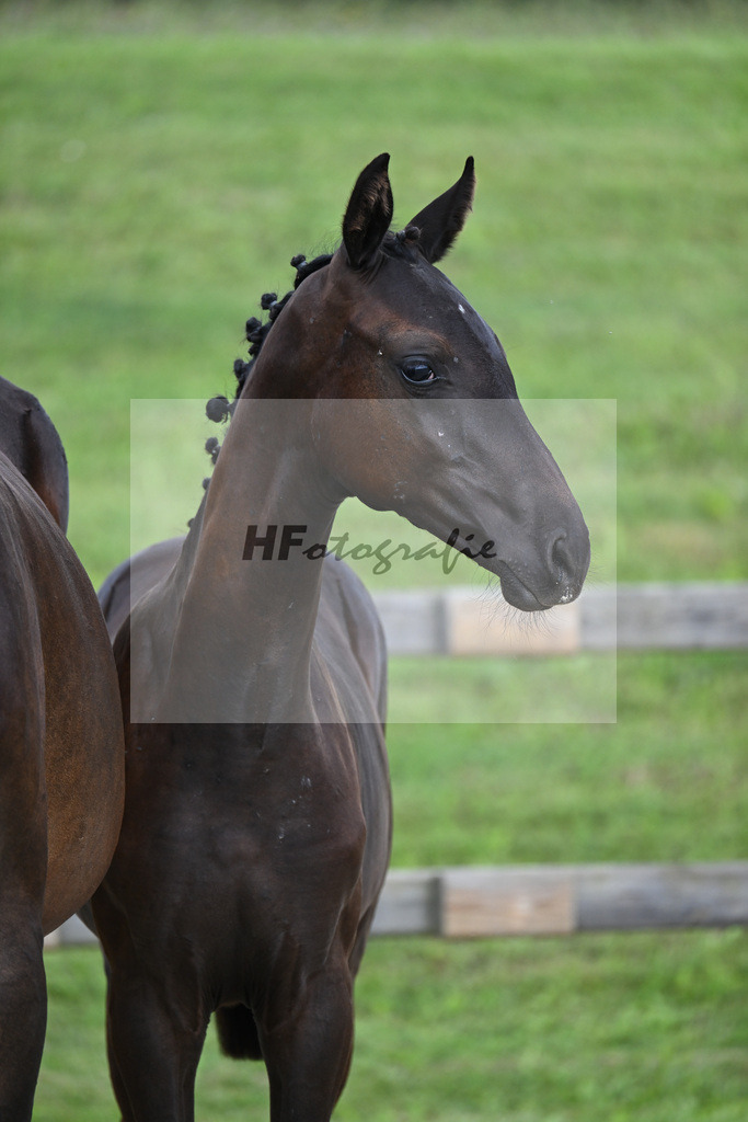 Zauberlehrling x Fidertanz_SF_Kopp_29240012 | hf-fotografie - Realisiert mit Pictrs.com