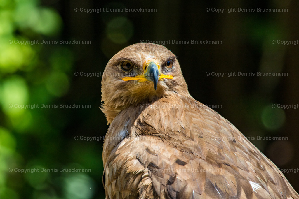 Was passiert denn da? | Dennis-Brueckmann-Fotografie - Realisiert mit Pictrs.com