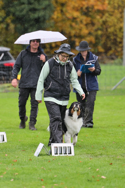 2025_Rally_Obedience_SM-125 | Ich fotografiere Hundeausstellungen, Sportanlässe, Zuchtstätten, Hundezucht, Hundeportrait, Lagotto - Realisiert mit Pictrs.com