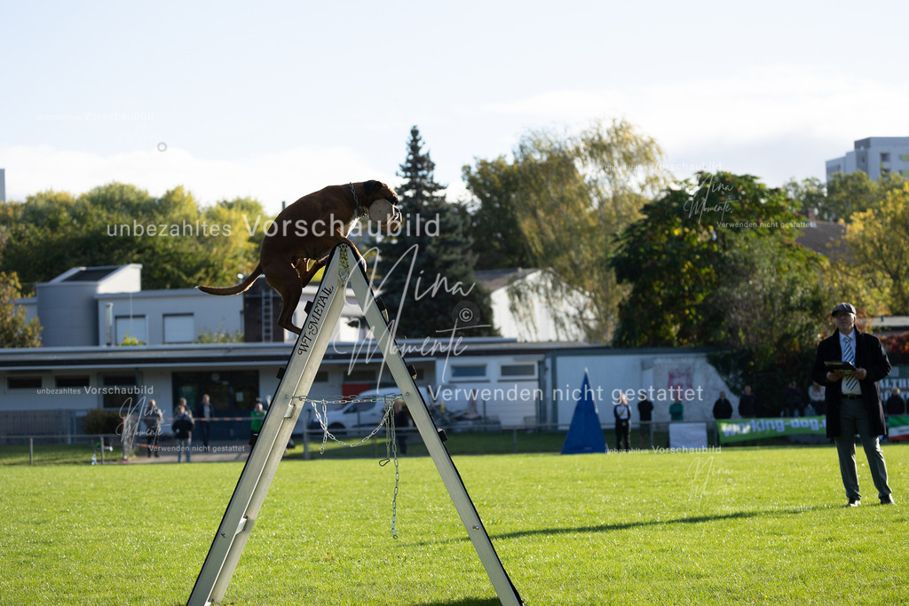_16A4817 | Einzigartige Fotos von Hunden & Menschen –Actionfotos, Portraits, Vereinsaufnahmen & Paarshootings – authentisch, lebendig & mit Herz.
