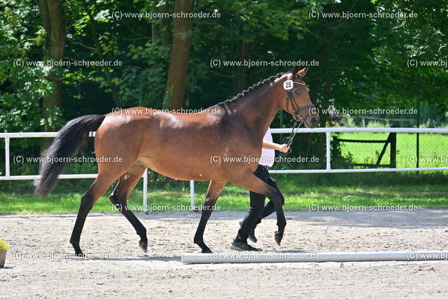 28_Okarina von Freiherr von Stein - Prince Thatch xx_879_6001 | Björn Schroeder Pferdefotografie