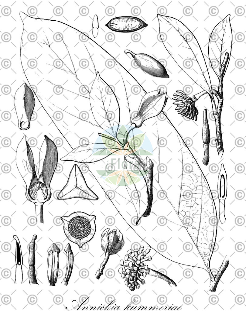 HistAbb_wfo-0000537770_1_ENZY_Simple | Historische Abbildung von Annickia kummeriae - Annonaceae | Historical Illustration of Annickia kummeriae - Annonaceae