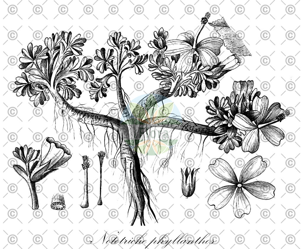 HistAbb_wfo-0000017991_1_ENZY_Simple | Historische Abbildung von Nototriche phyllanthos - Malvaceae | Historical Illustration of Nototriche phyllanthos - Malvaceae