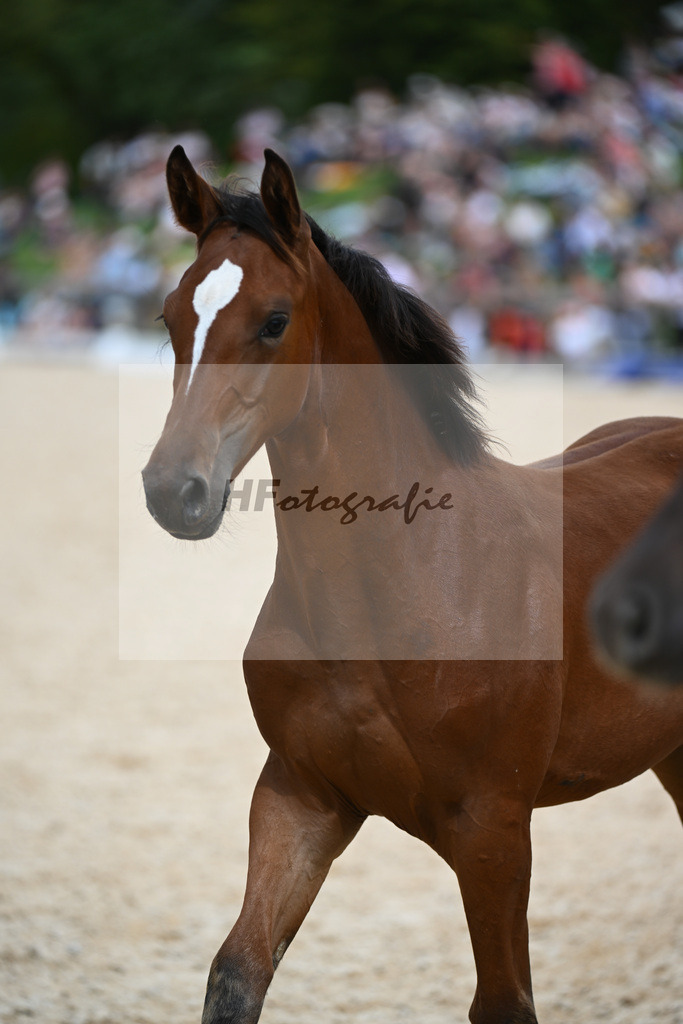 Stuten mit Fohlen_36240460 | hf-fotografie - Realisiert mit Pictrs.com