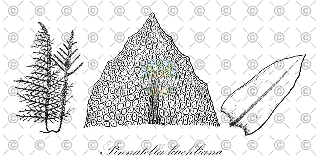 HistAbb_wfo-0001146315_1_ENZY_Simple | Historische Abbildung von Pinnatella kuehliana - Neckeraceae | Historical Illustration of Pinnatella kuehliana - Neckeraceae