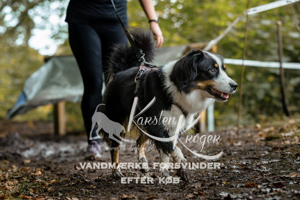 1427DZ6_2193Z6 | kk-dogfotos