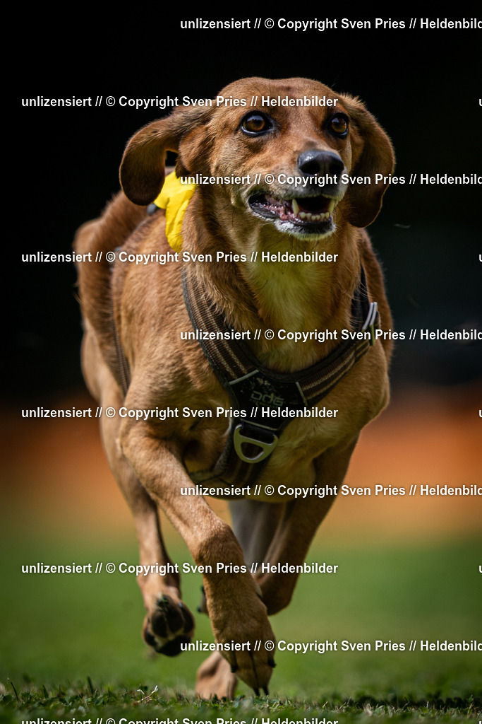 Sven Pries | 19. Allgemeines Hunderennen Karlsruhe Durlach - Realisiert mit Pictrs.com