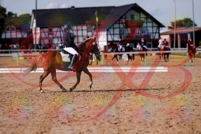 2026_10_03_Siefer-Hof_122234_Z81_21484289 | Professionelle Reitsport-, Turnier- und Eventfotografie von Robert Broda. Galerien mit ausgewählten und bearbeiteten Bildern direkt online ansehen und bestellen.