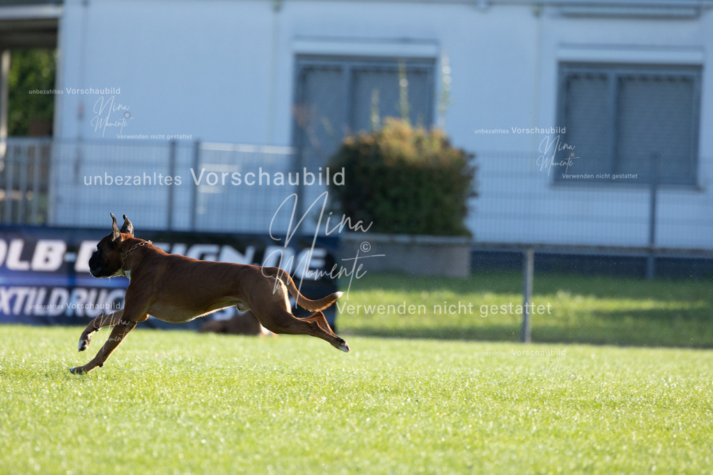_16A6209 | Einzigartige Fotos von Hunden & Menschen –Actionfotos, Portraits, Vereinsaufnahmen & Paarshootings – authentisch, lebendig & mit Herz.