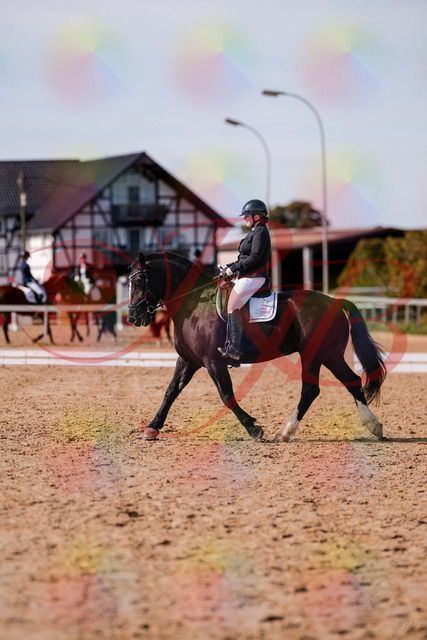 2026_10_03_Siefer-Hof_131919_Z81_68508991 | Professionelle Reitsport-, Turnier- und Eventfotografie von Robert Broda. Galerien mit ausgewählten und bearbeiteten Bildern direkt online ansehen und bestellen.