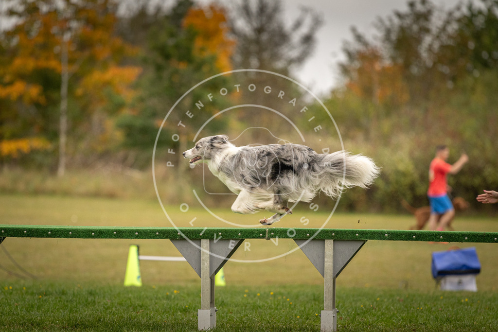 Pfotenfotografie_DV3A7187 | Hundefotografie, Tierfotograf, Pfotenfotografie, Fotoshooting Hund, Hunde Portrait, Hundesport, Hundeportraits, Heideshooting, Hunde, Sportfotograf, Hundefotograf, Turnierhundsport, THS,  - Realisiert mit Pictrs.com